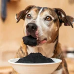 where to buy activated charcoal for dogs a-photo-of-a-dog-with-activated-charcoal