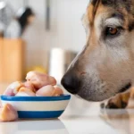 can dogs eat raw chicken hearts a-photo-of-a-dog-with-a-realistic-close-up-shot-of