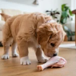 can dogs eat raw chicken legs a-photo-of-a-golden-retriever-puppy-with-a-fluffy