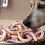 can dogs eat raw chicken necks dog-sniffing-small-raw-chicken