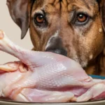 can dogs eat raw chicken skin