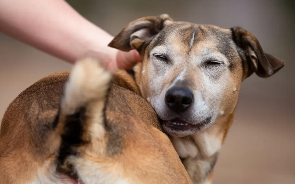 why do dogs like their butt scratched